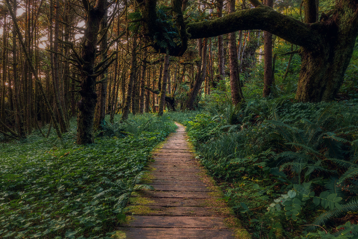 Brown Wooden Pathway in the Middle of Green Grass and Trees